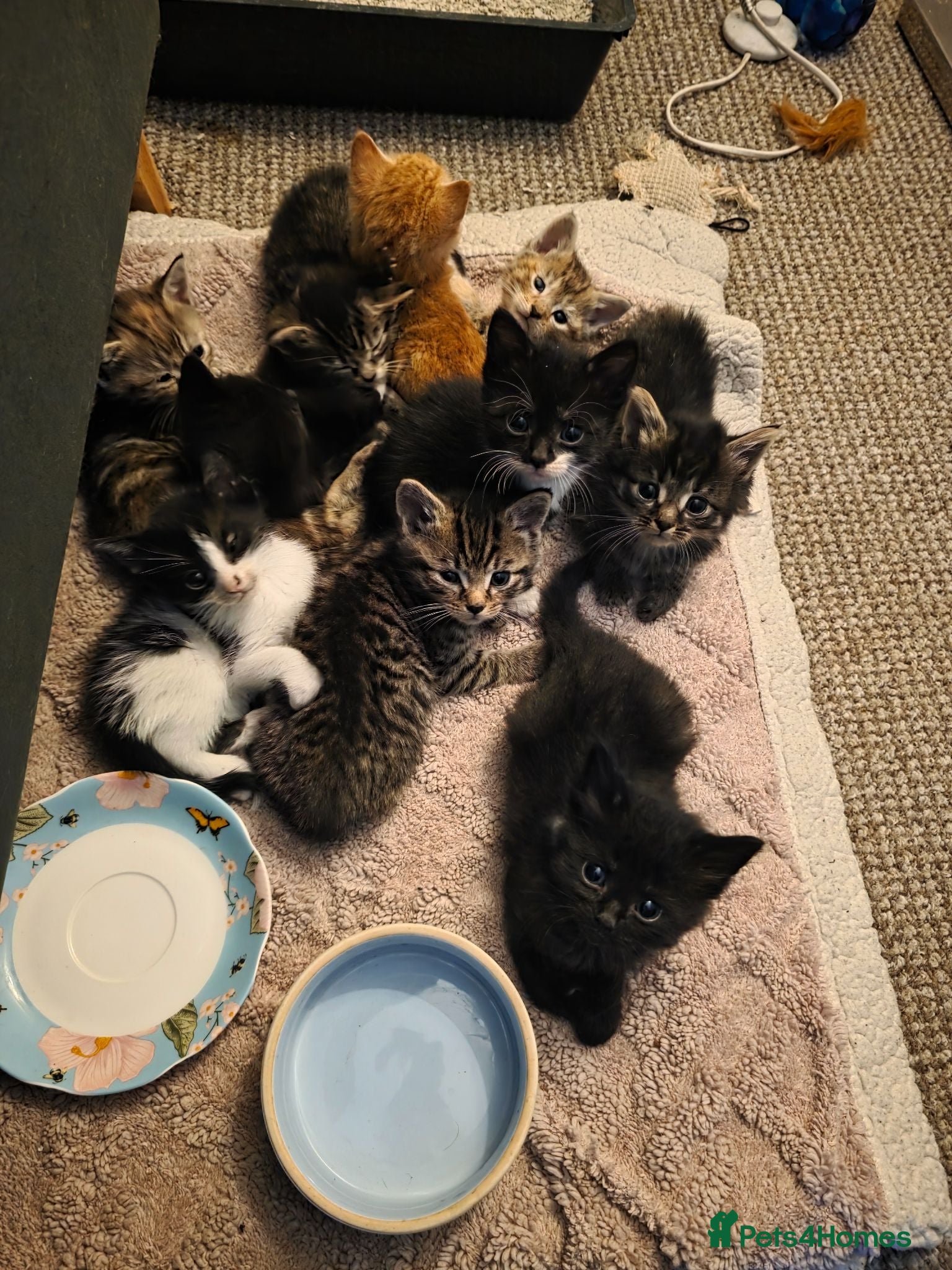 British Shorthair cats British Shorthair Cross Kittens  - Advert 8