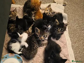 British Shorthair cats British Shorthair Cross Kittens - Advert 8