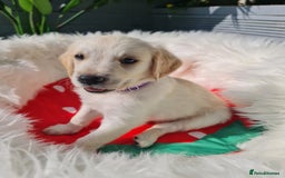 Golden Retriever dogs for sale: Stunning Golden Retriever puppies  - Image 25