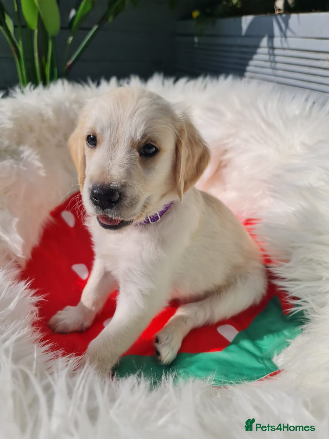 Golden Retriever dogs for sale: Stunning Golden Retriever puppies  - Image 25