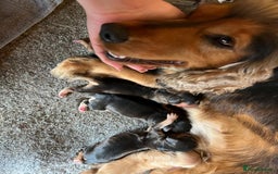 Cocker Spaniel dogs for sale: Show spaniel pups from kc/ health tested parents  - Image 6