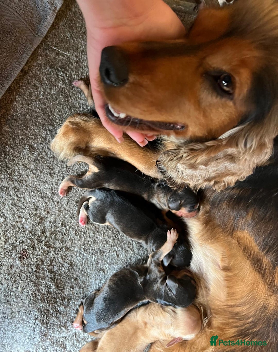 Cocker Spaniel dogs for sale: Show spaniel pups from kc/ health tested parents  - Image 6