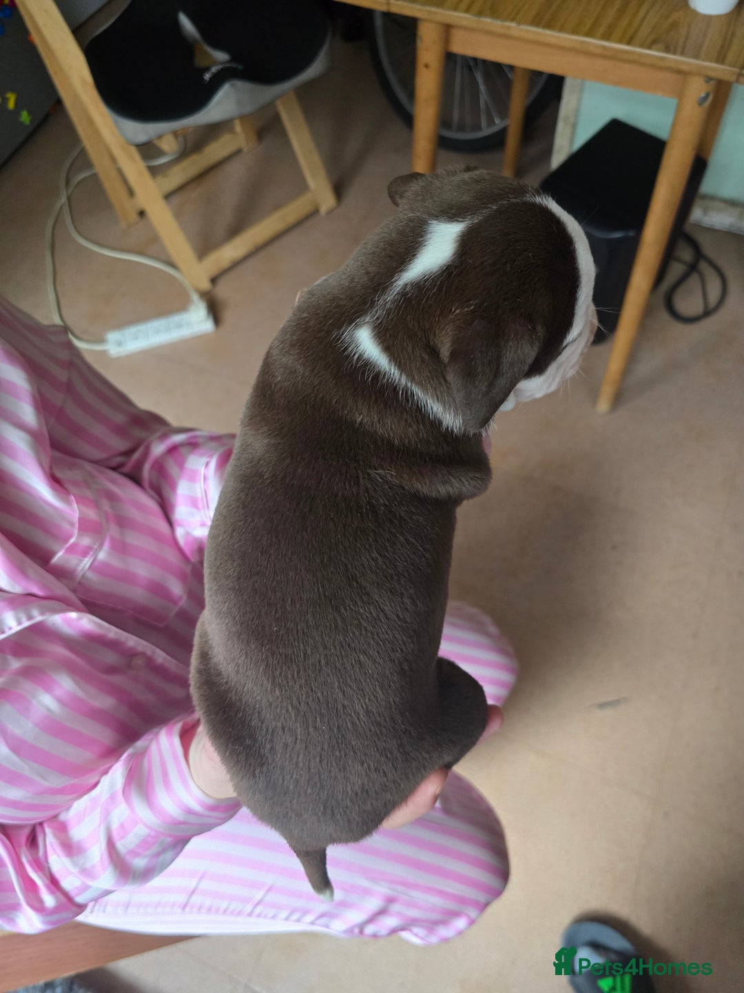 American Bully dogs for sale: Standard American bully 🐶  - Advert 13