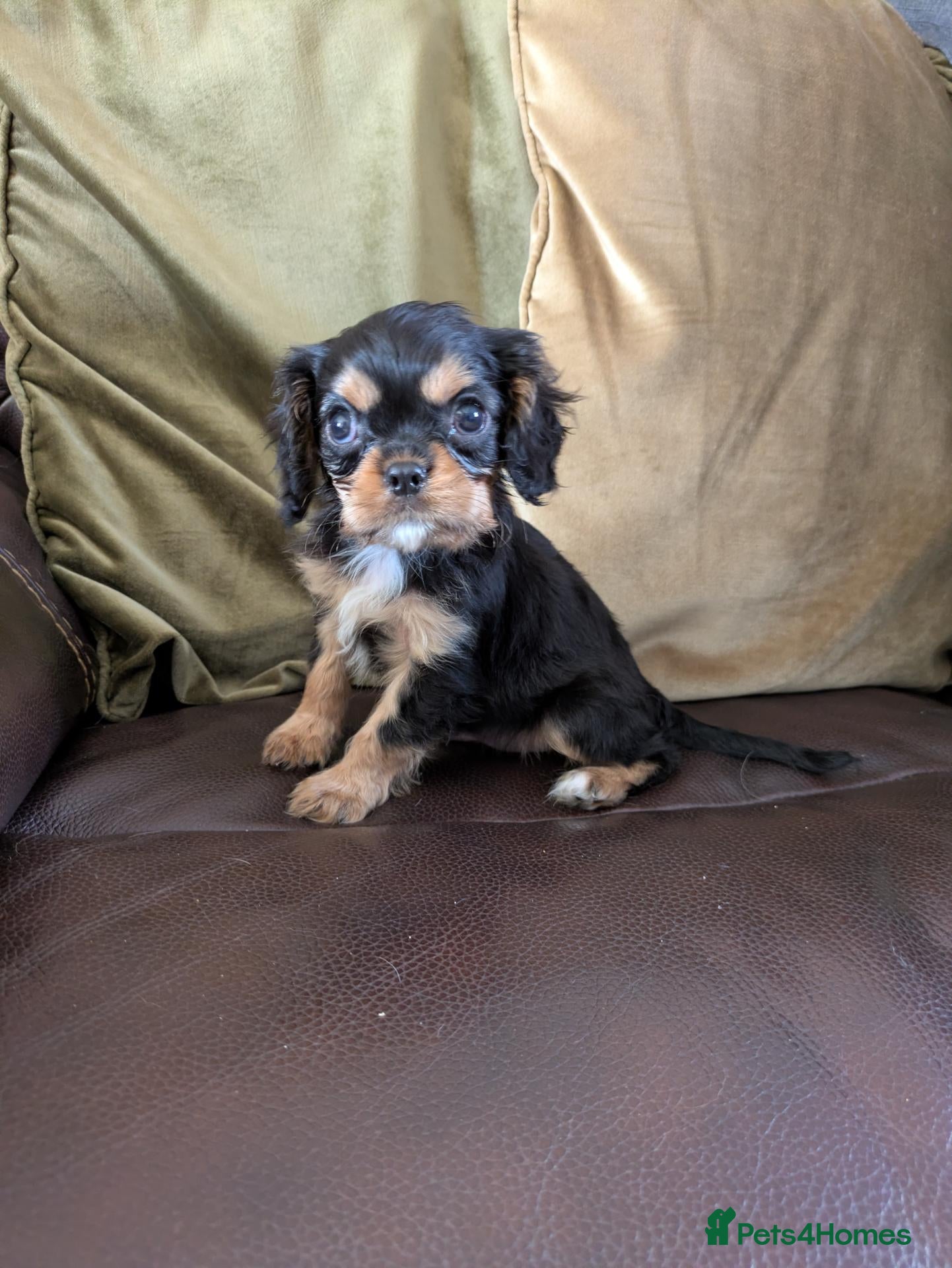 Cavalier King Charles Spaniel dogs KC reg KING CHARLES CAVALIER PUPS - Advert 5