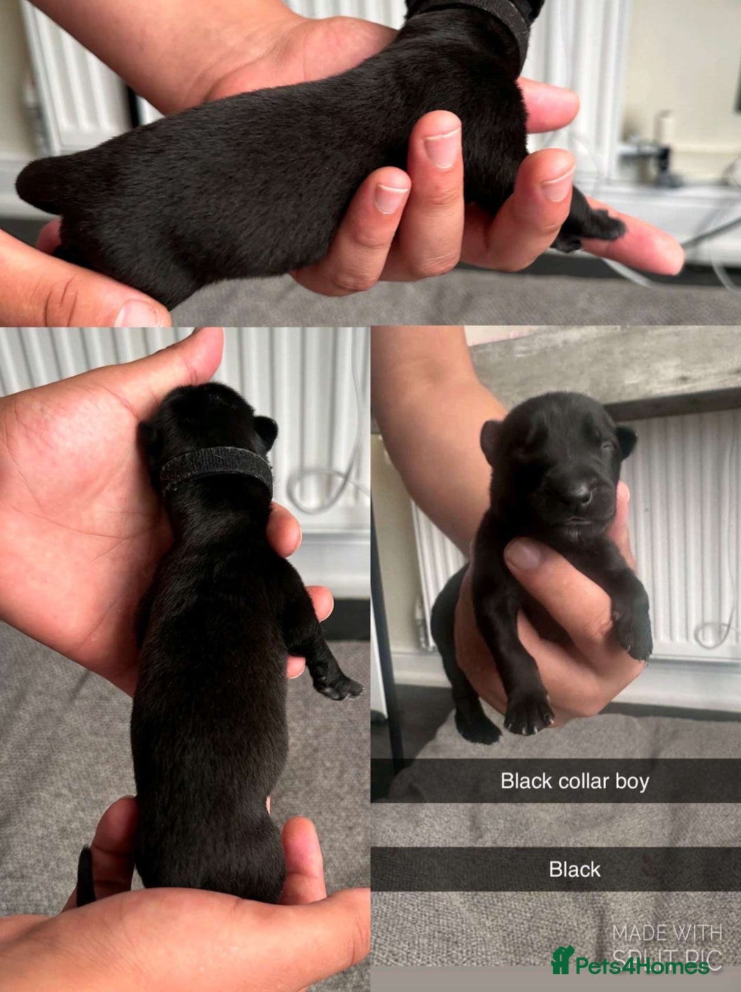 Belgian Shepherd Dog dogs for sale: JOKERLampak9🔥Narla VVk9🔥 belgian Malinois puppys - Image 13