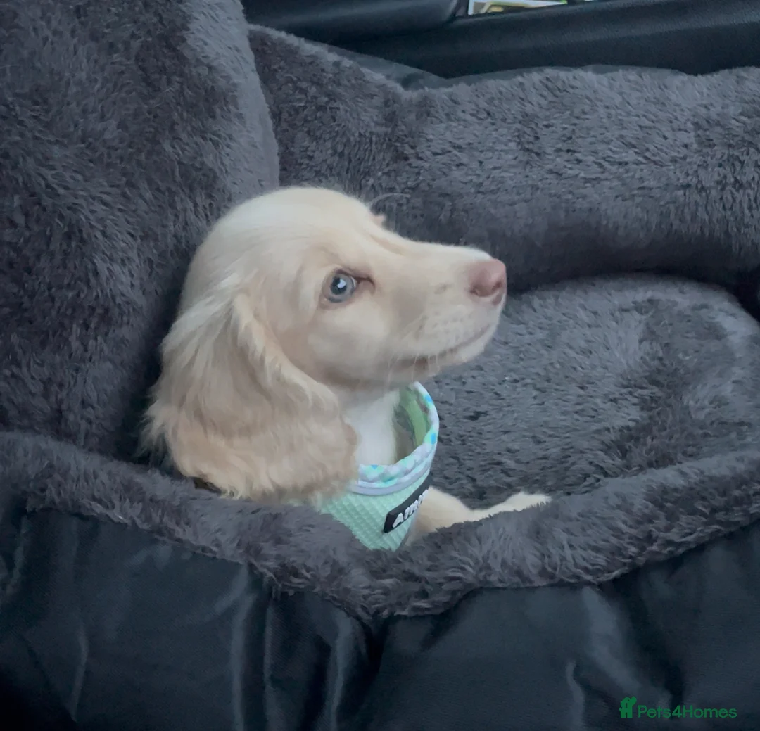 Miniature Dachshund dogs for sale: Chocolate based ee L/H Miniature Dachshund - Advert 2