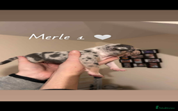 American Bully dogs for sale: Pocket Bully Pups - Advert 3