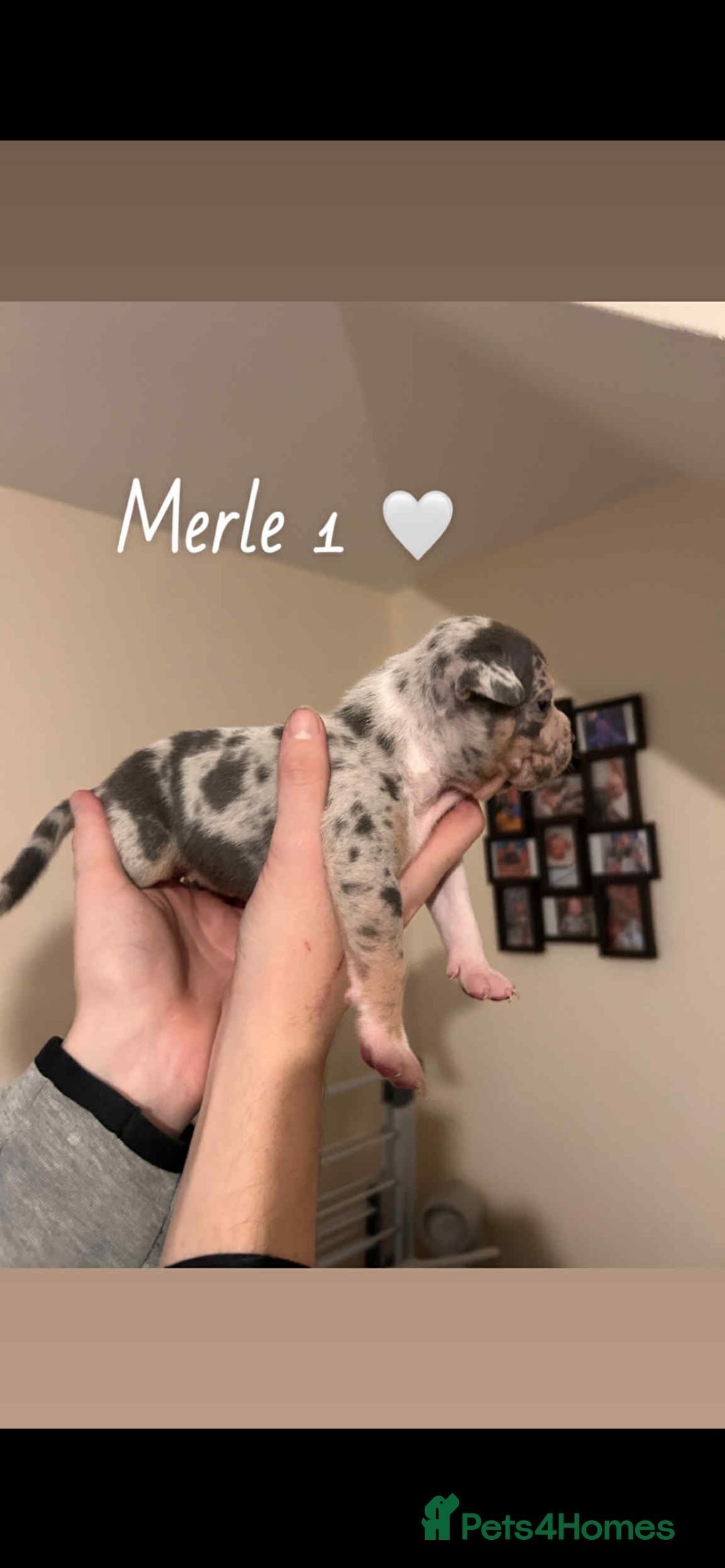 American Bully dogs for sale: Pocket Bully Pups - Advert 3