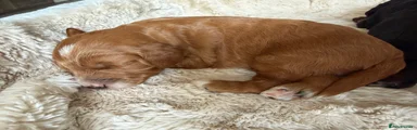 Cockapoo 6