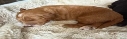 Cockapoo dogs for sale: Stunning,  Quality F1 Cockapoo’s Kc reg parents  - Advert 2