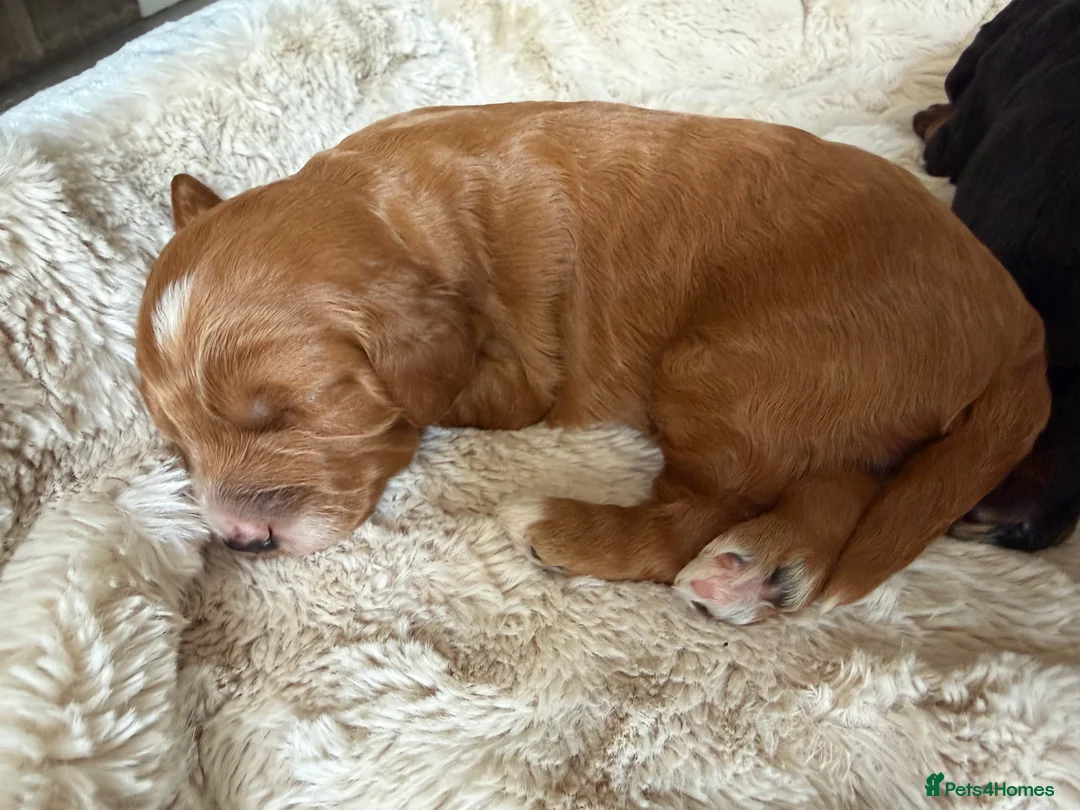 Cockapoo dogs for sale: Stunning,  Quality F1 Cockapoo’s Kc reg parents  - Advert 2