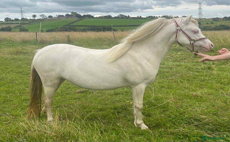 Welsh Section A horses - Advert 17