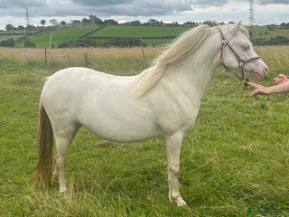 Welsh Section A horses - Advert 14