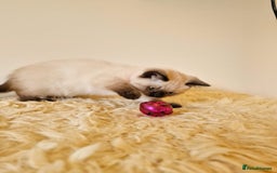 British Shorthair cats for sale: British Shorthair kittens  - Image 14