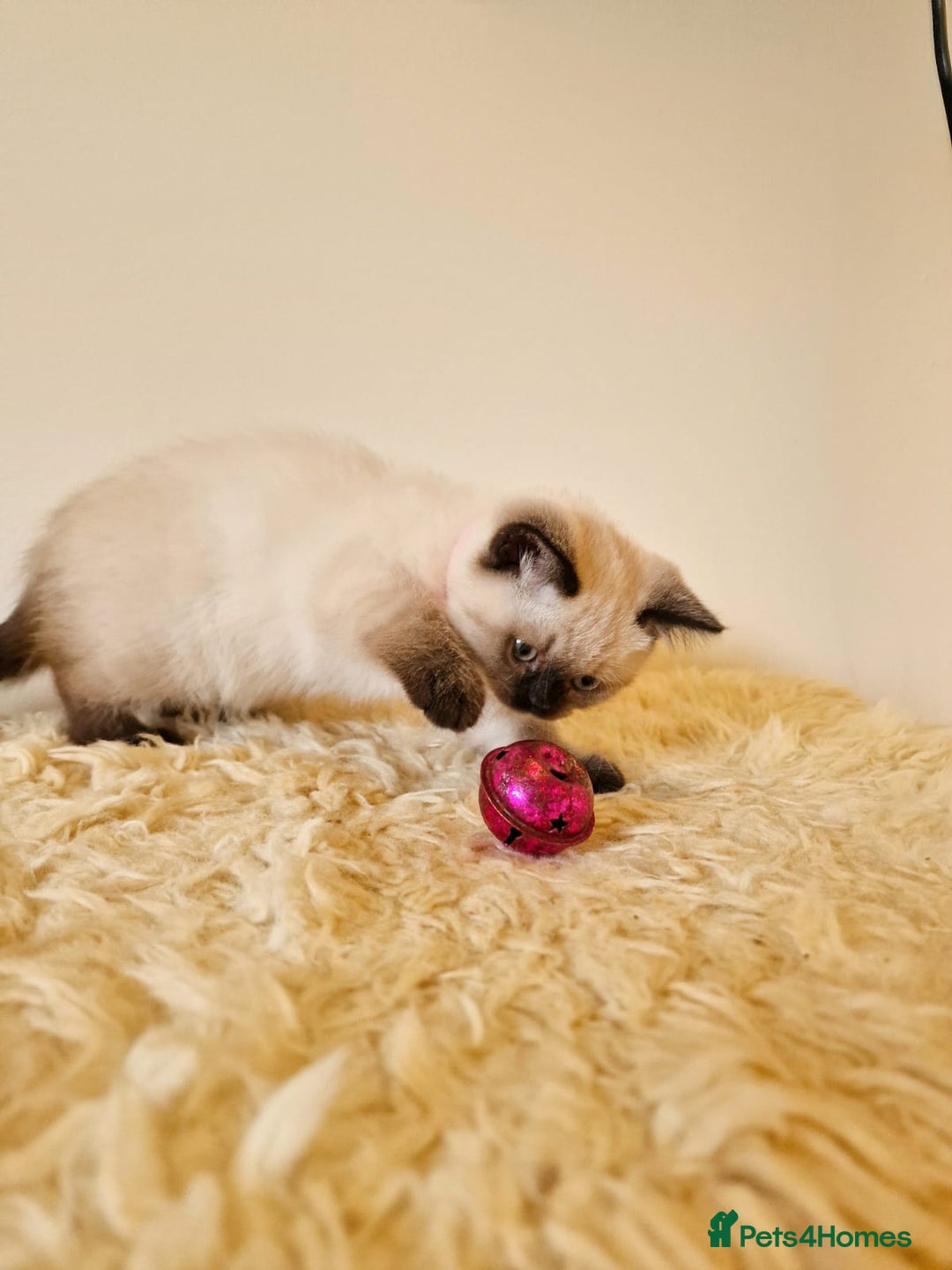British Shorthair cats for sale: British Shorthair kittens  - Image 14