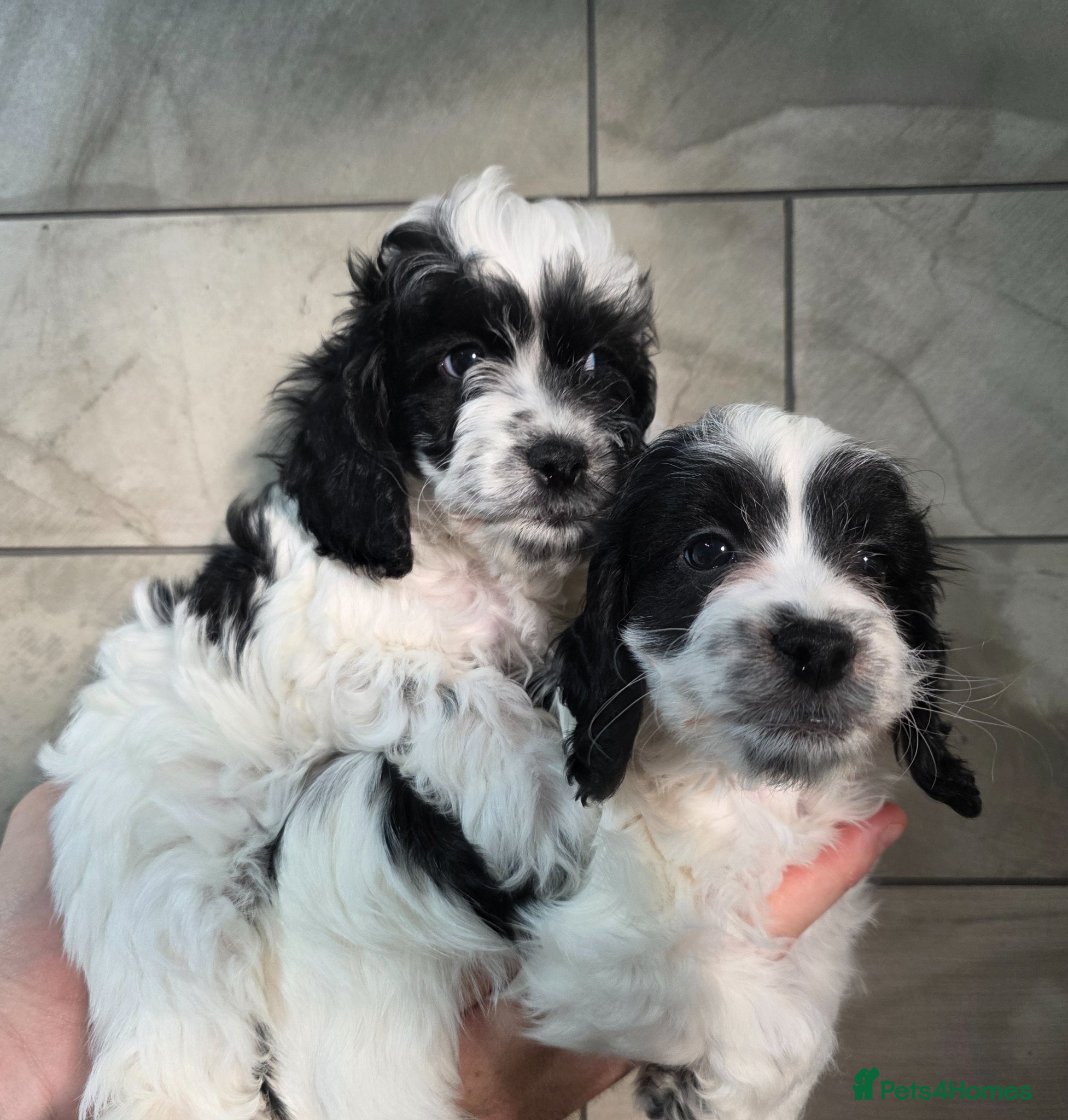 Cockapoo dogs 2 Boys DNA Health Tested F1 Cockapoos.  - Advert 2