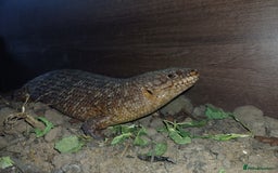 Skink reptiles for sale: Female gidgee skink( egernia stoksii) - Image 4