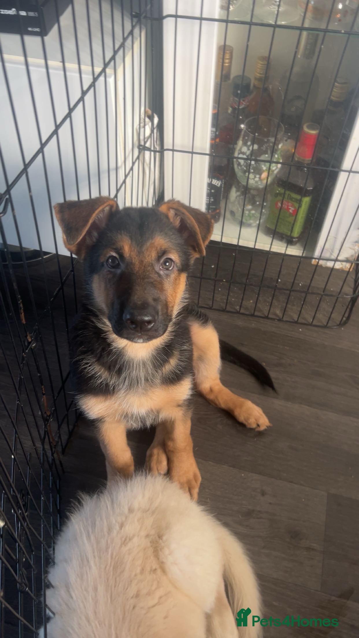 German Shepherd dogs German shepherd puppies - Advert 17