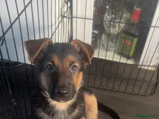 German Shepherd dogs German shepherd puppies - Advert 17