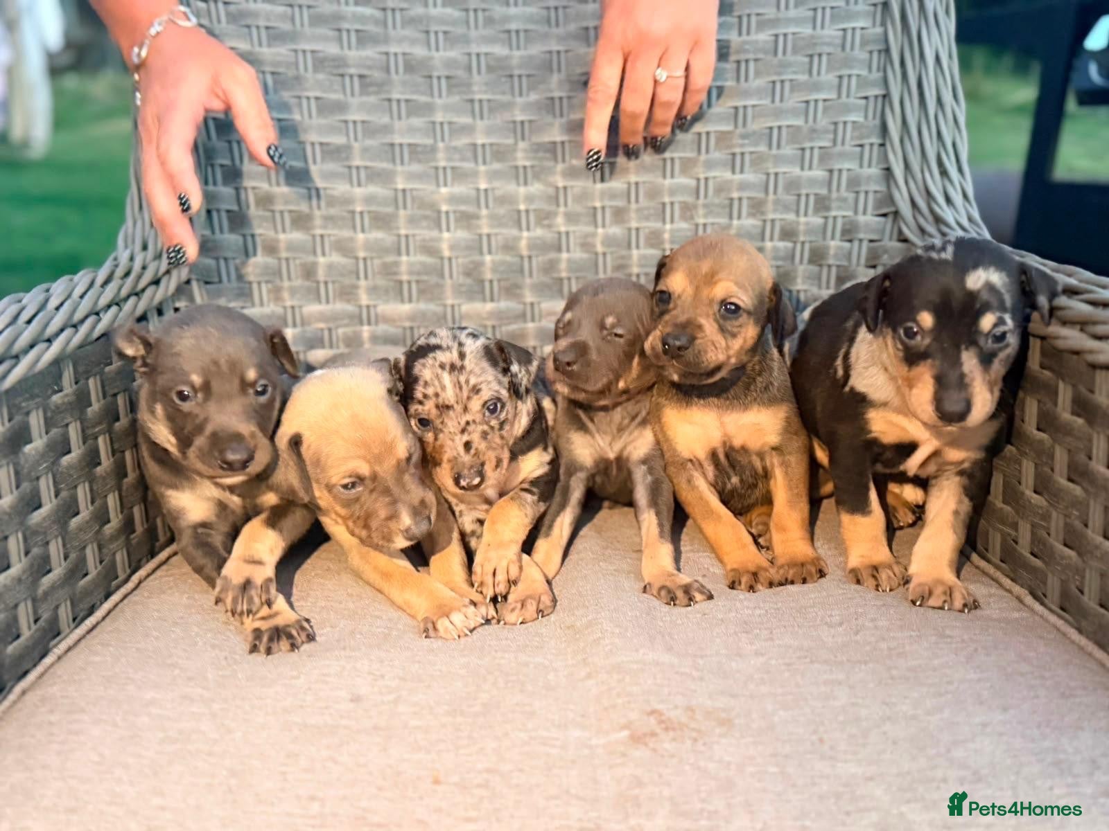 Lurcher dogs Beautiful Lurcher Pups - Advert 1