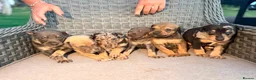 Lurcher dogs for sale: Beautiful Lurcher Pups - Advert 1