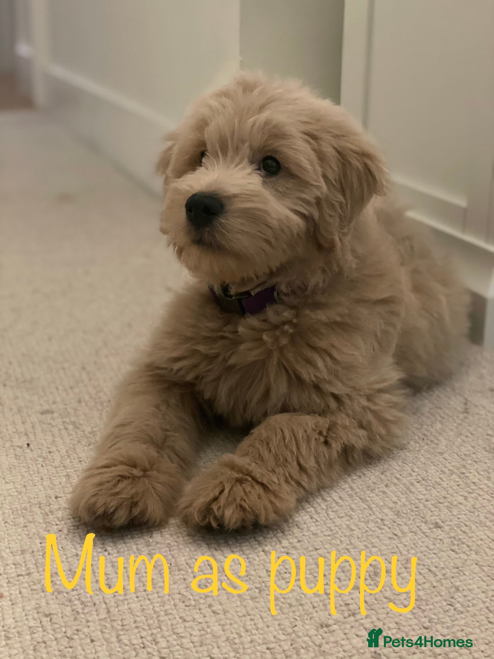 Mini Goldendoodle dogs 5★Miniature Goldendoodle Puppies-Waiting List Open - Advert 2