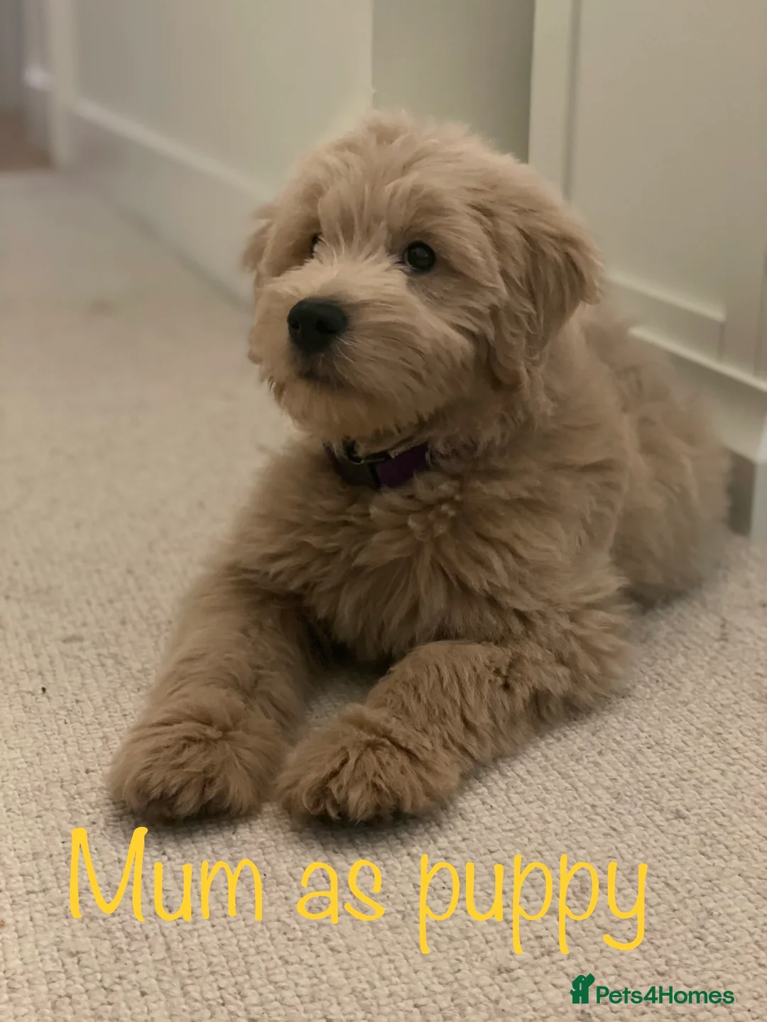 Mini Goldendoodle dogs for sale: 5★Miniature Goldendoodle Puppies-Waiting List Open - Advert 1