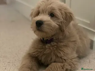 Mini Goldendoodle dogs 5★Miniature Goldendoodle Puppies-Waiting List Open - Advert 2