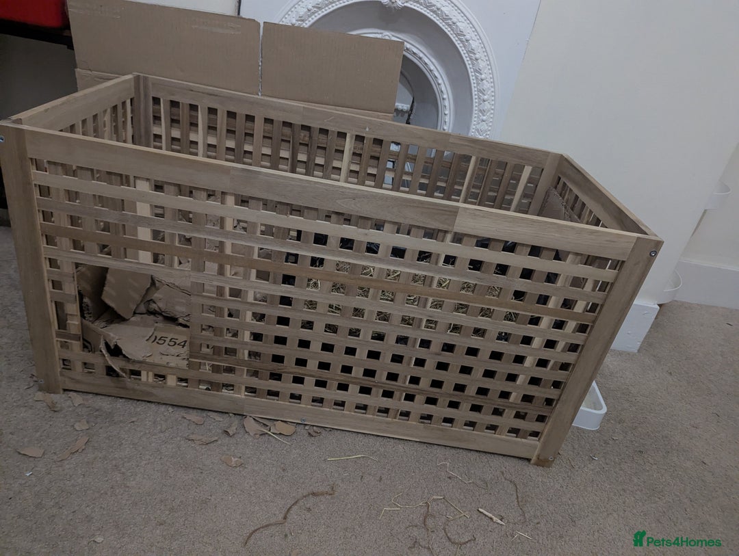 Mini Lop rabbits for sale: Mini Lop for a good home 🥰 - Image 28