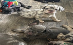 French Bulldog dogs for sale: 🐾Ready now 🔥Fluffy French bulldogs🔥🐾 in Rotherham - Image 17
