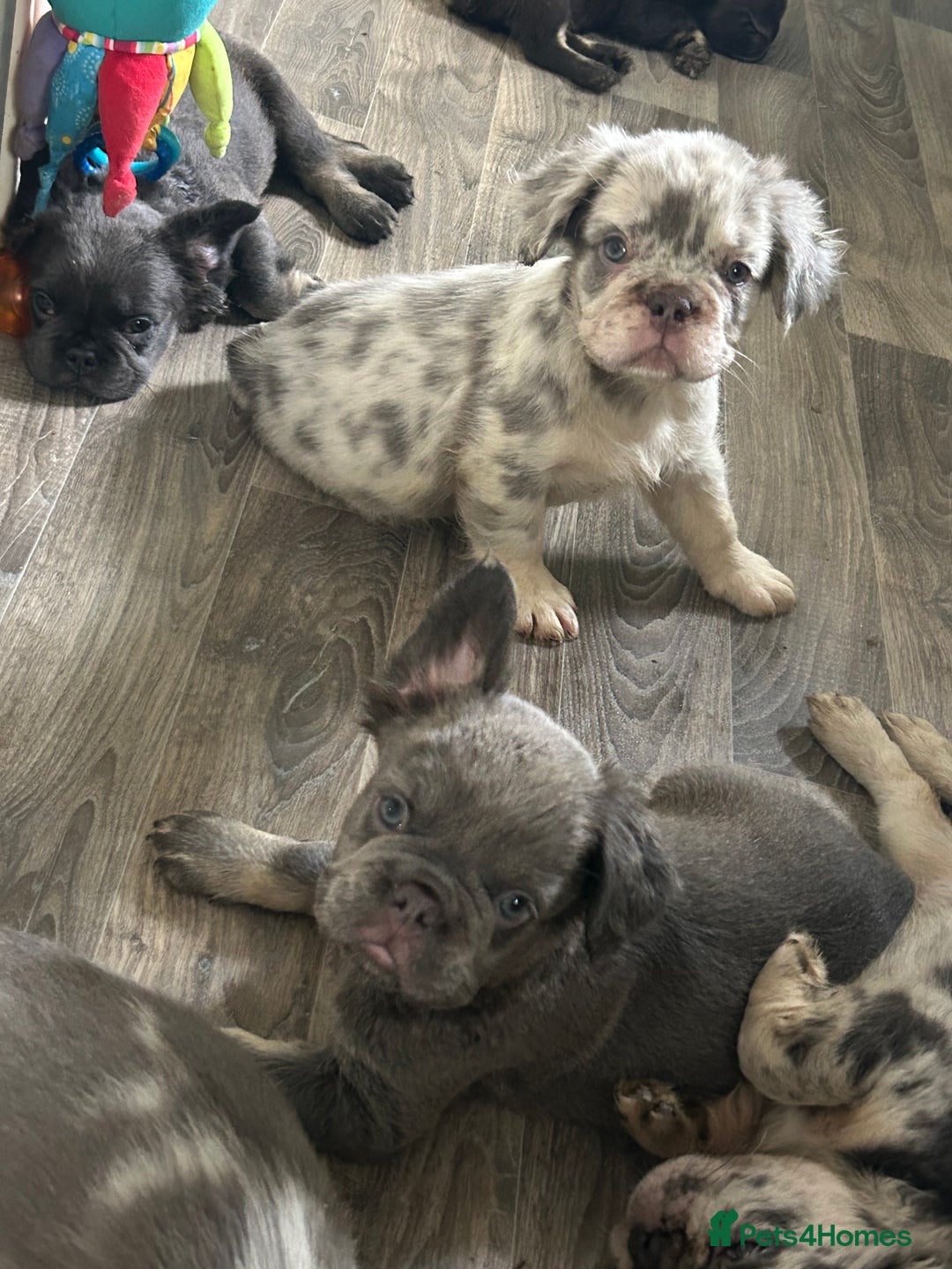French Bulldog dogs for sale: 🐾Ready now 🔥Fluffy French bulldogs🔥🐾 in Rotherham - Image 17