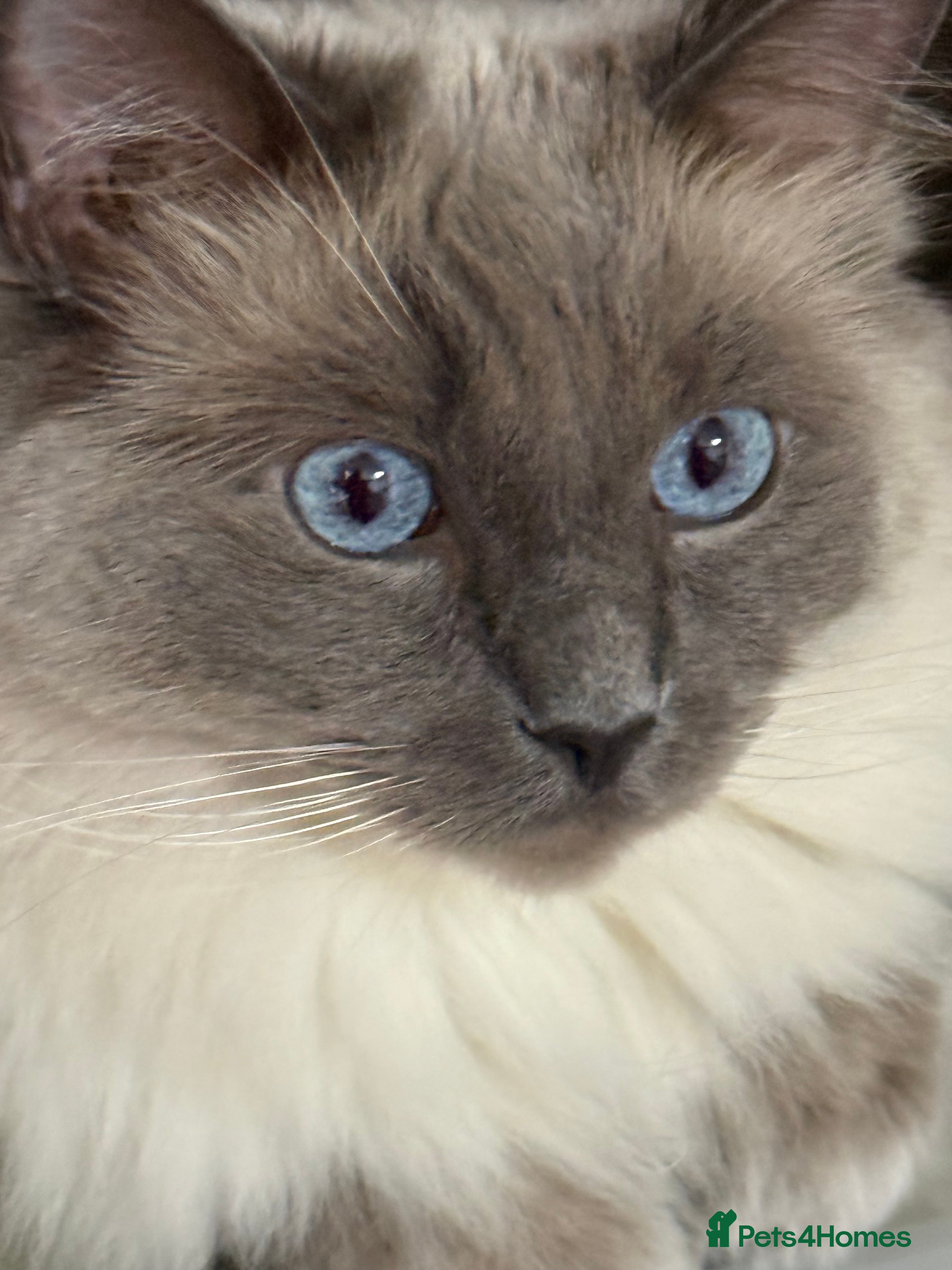 Ragdoll cats Registered Ragdoll kittens - Advert 3