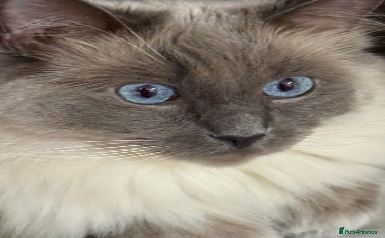 Ragdoll cats Registered Ragdoll kittens - Advert 6