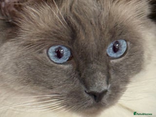 Ragdoll cats Registered Ragdoll kittens - Advert 5