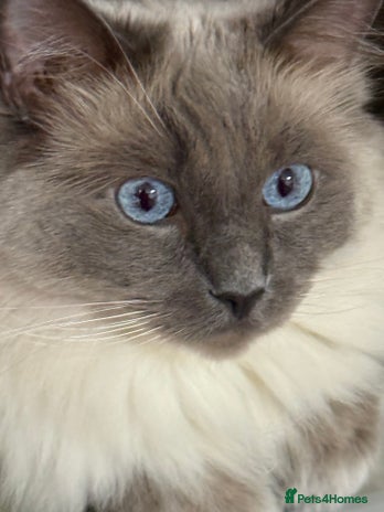 Ragdoll cats Registered Ragdoll kittens - Advert 2