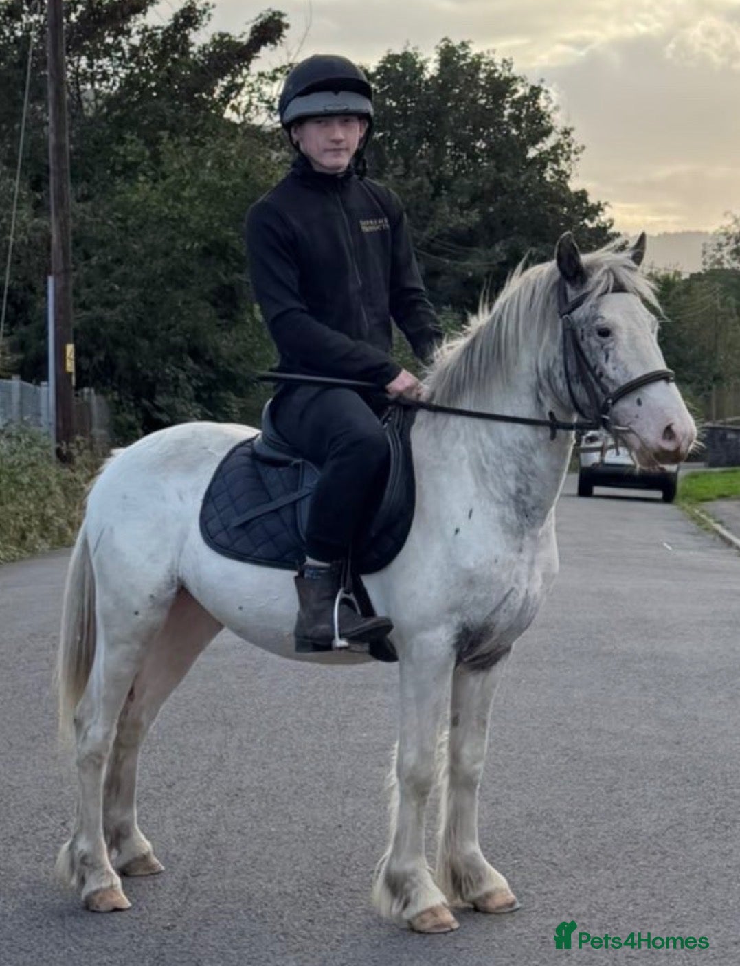 Appaloosa horses BENJI - Advert 1