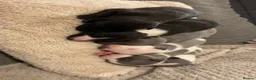 Whippet dogs for sale: ⭐️⭐️beautiful whippet pups ⭐️⭐️ in Pencader - Advert 10