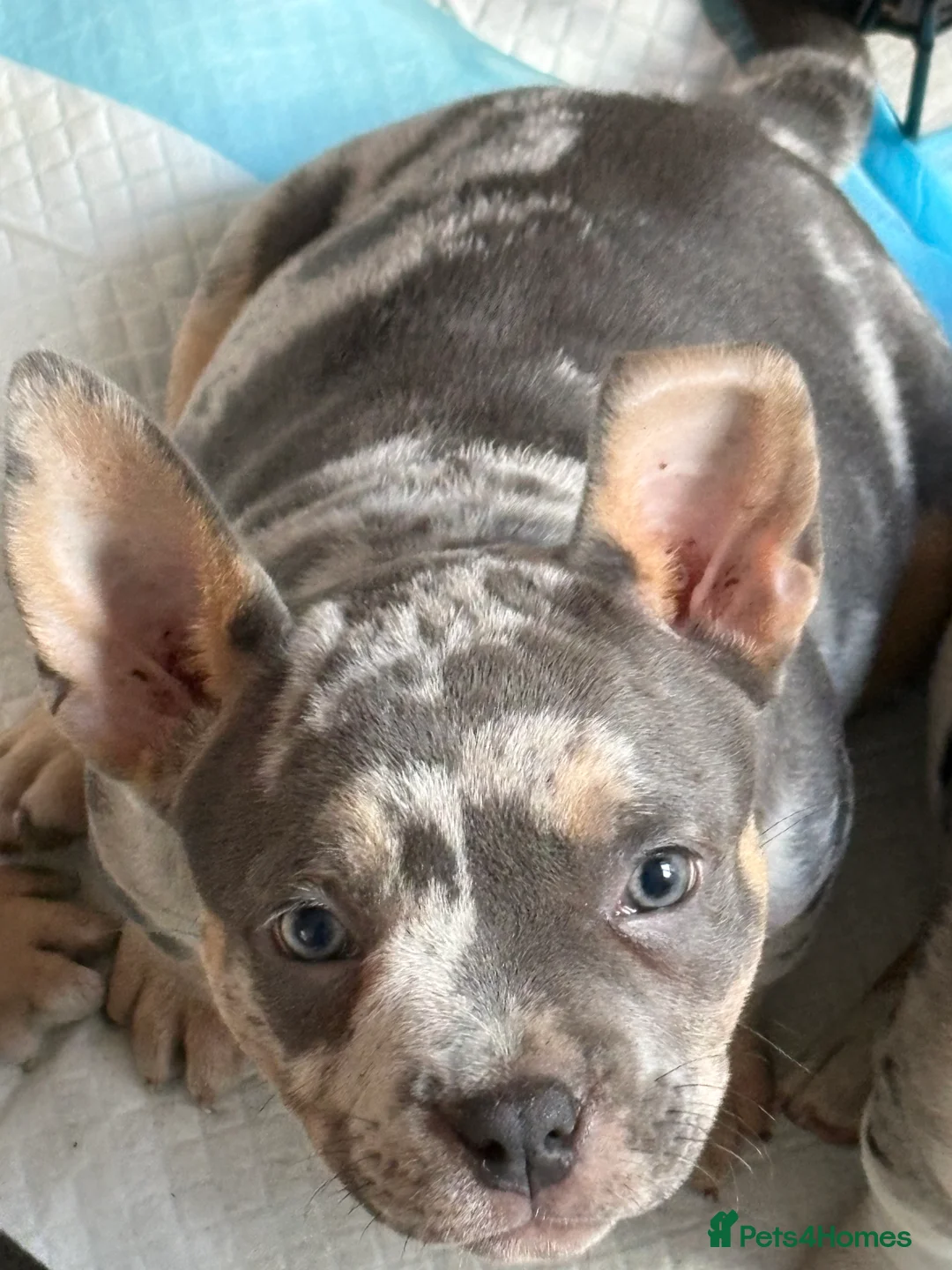American Bully dogs for sale: Ready Now American pocket bullys  - Advert 2