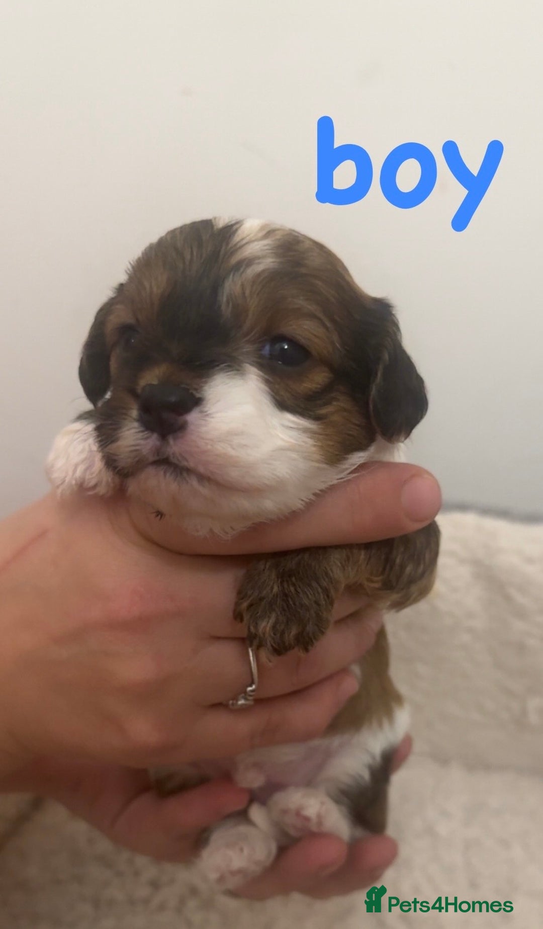 Jackapoo dogs for sale: Cavapoo x jack Russell puppies  - Image 5
