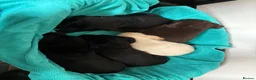 Labrador Retriever dogs for sale: Gorgeous Labrador puppies  in Ingatestone - Advert 12