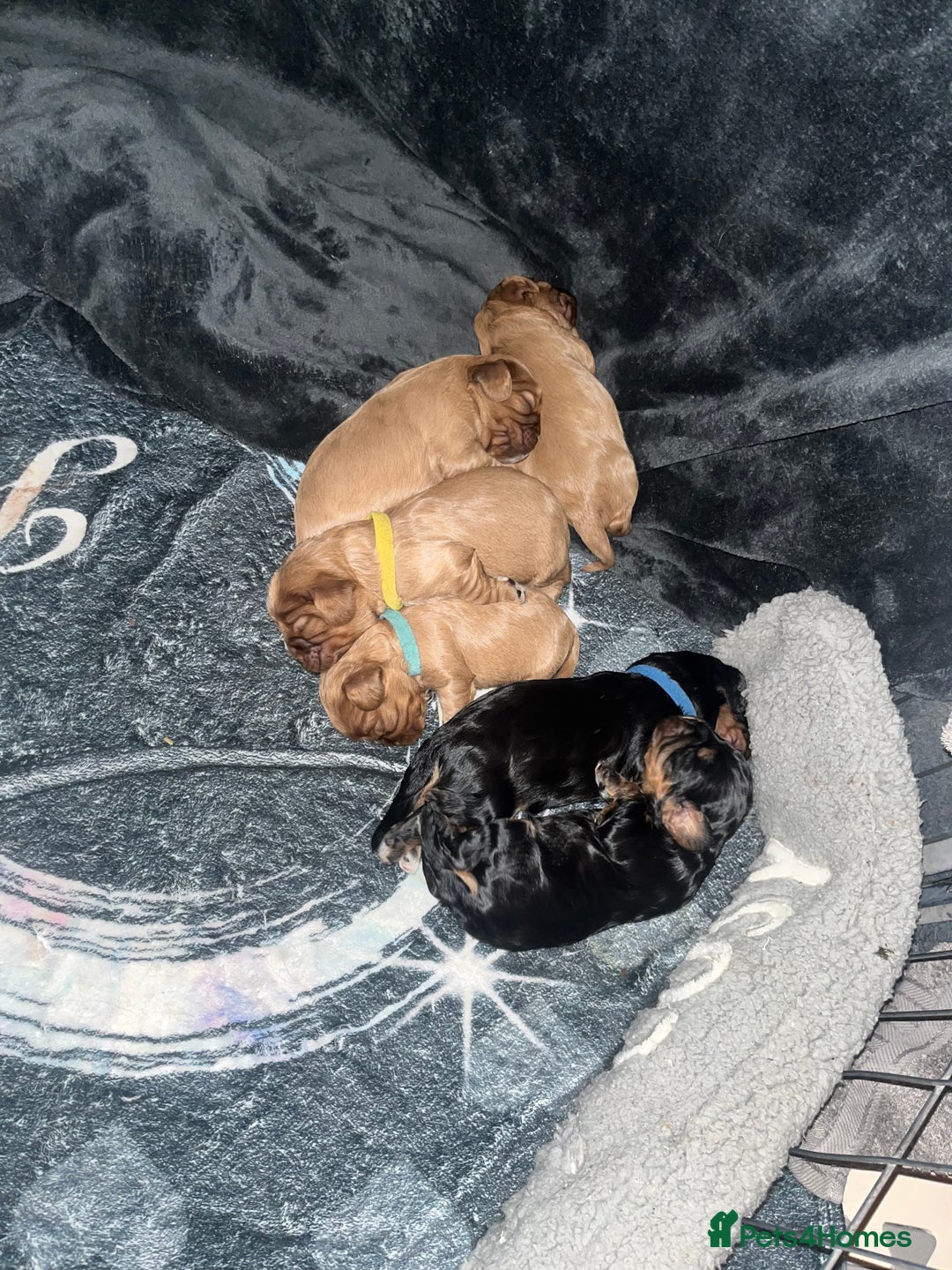 Cavalier King Charles Spaniel dogs for sale: 5 beautiful Cavalier King Charles puppies - Advert 19