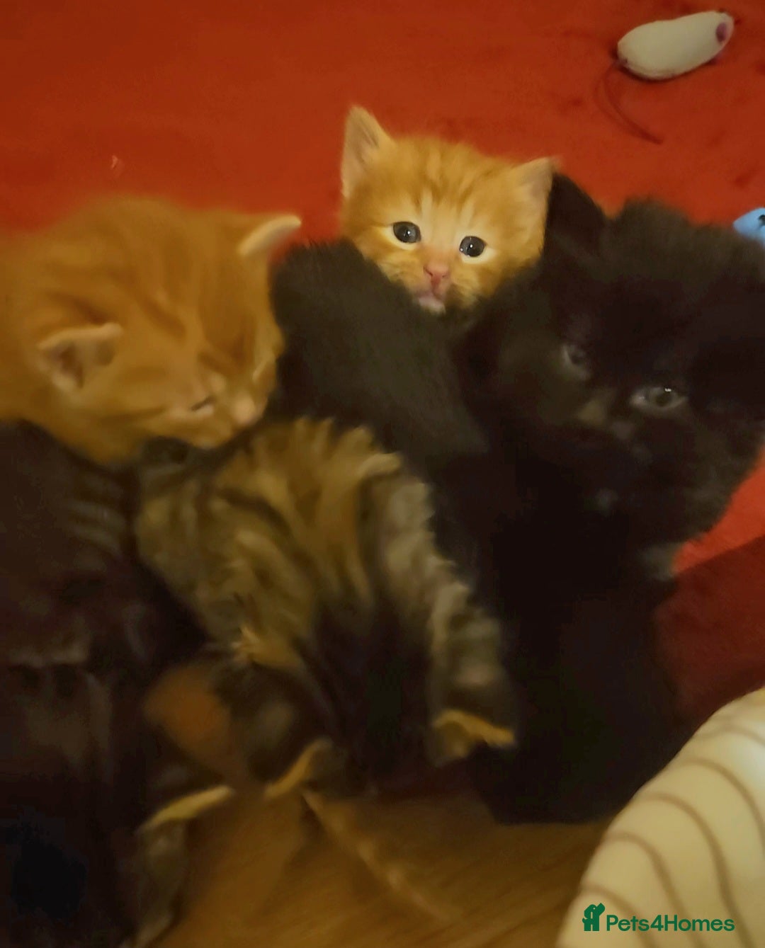 Mixed Breed cats for sale: Elven Bengal Mixes - Advert 9