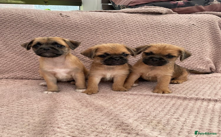 Mixed Breed dogs - Advert 14