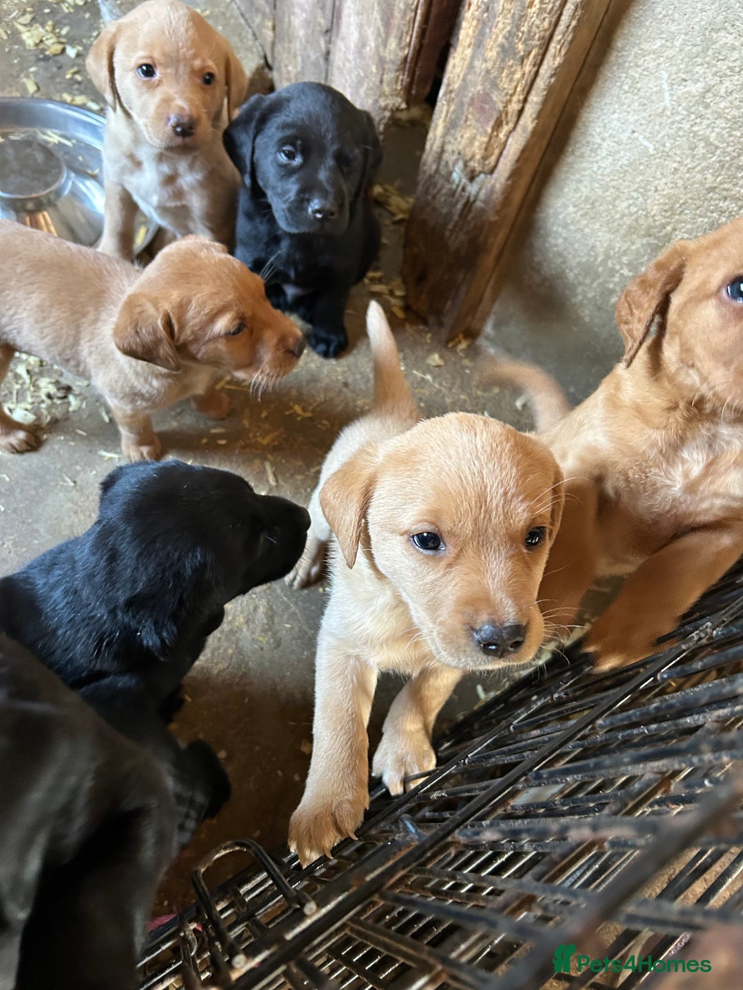 Labrador Retriever dogs for sale: Labrador pups, 7 still available.  in Launceston - Image 8