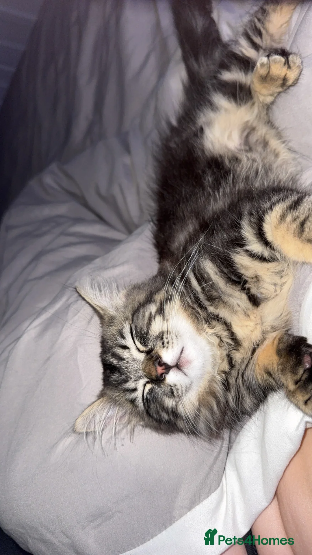 Mixed Breed cats for sale: Ragdoll x Persian - Advert 2