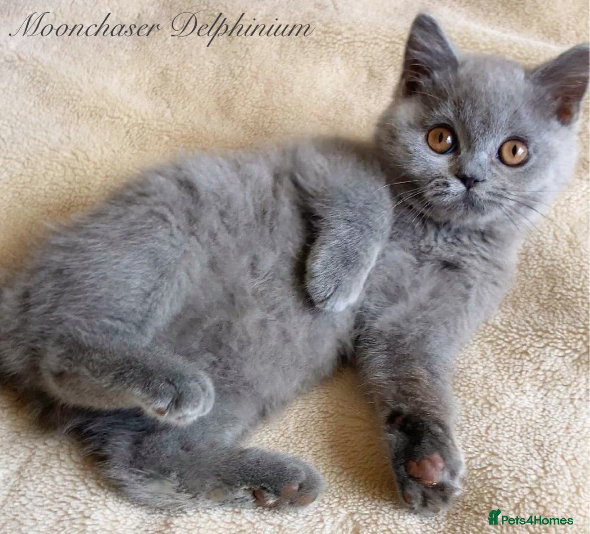 British Shorthair cats Gorgeous British Shorthairs Available - Registered - Advert 4