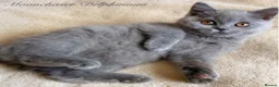 British Shorthair cats for sale: Gorgeous British Shorthairs Available - Registered - Advert 1
