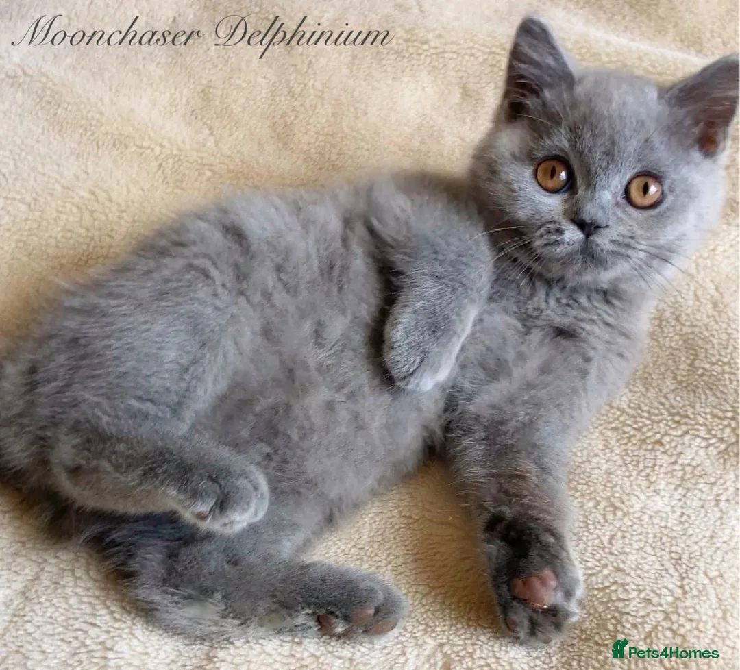 British Shorthair cats for sale: Gorgeous British Shorthairs Available - Registered - Advert 1