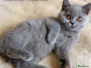 British Shorthair cats Gorgeous British Shorthairs Available - Registered - Advert 4