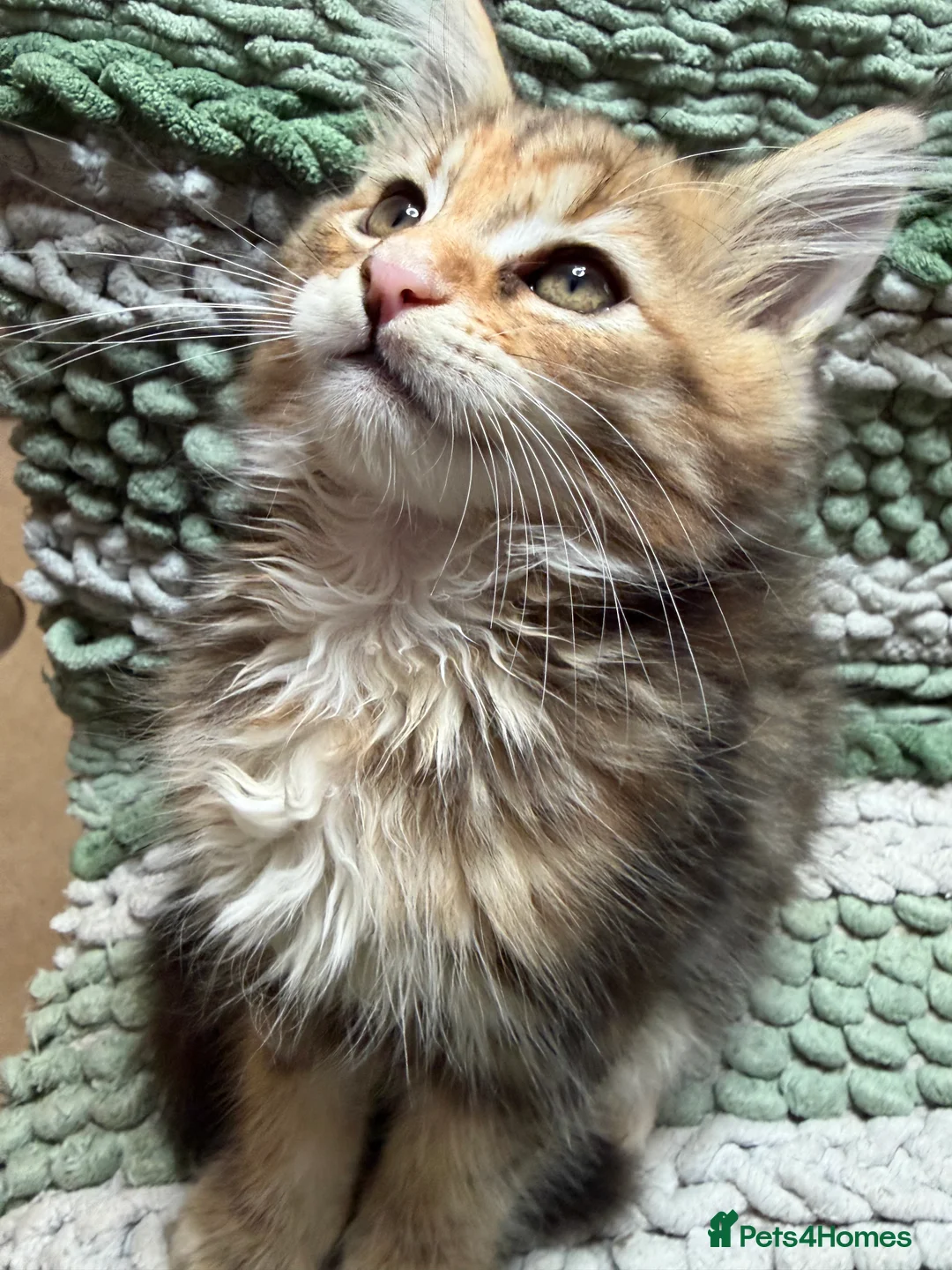Maine Coon cats for sale: Last Gorgeous Affectionate Maine Coon Cross Kitten - Advert 3